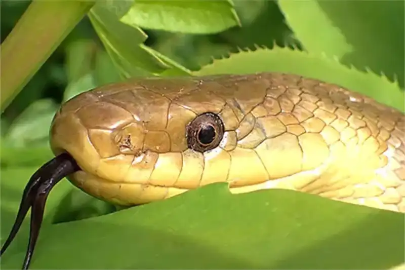 Snakes Quizzes cover