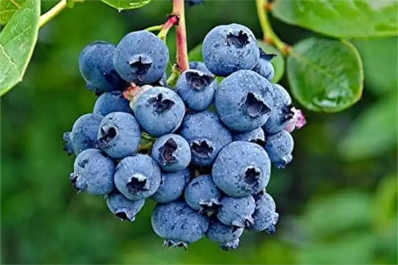 Fruits Vegetables Quiz cover