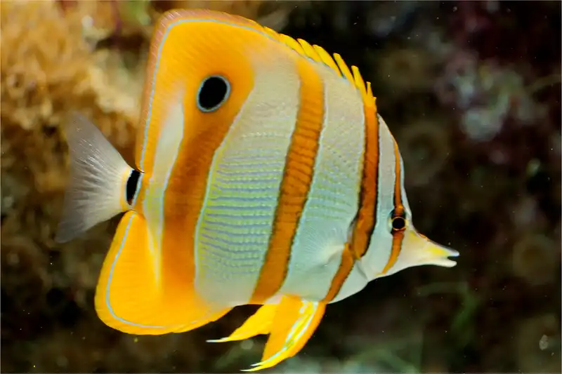 Aquatic Marine Quiz cover