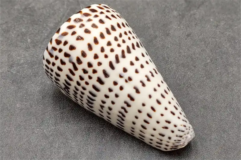 Sea Shells Quiz cover